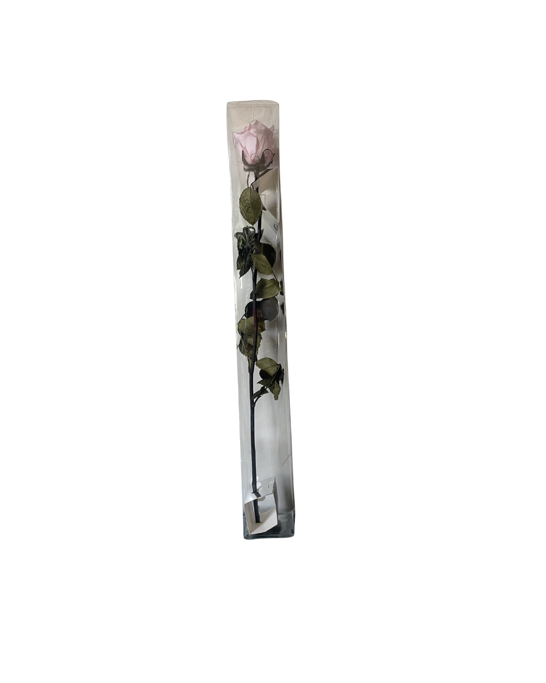 Single preserved rose gift